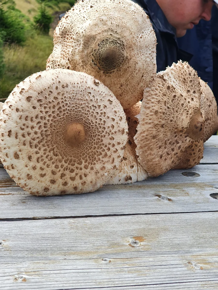 Gyalogtúra a gyimesi hegyekben, 3. kép